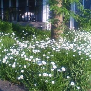 Meet your Posher, Bev